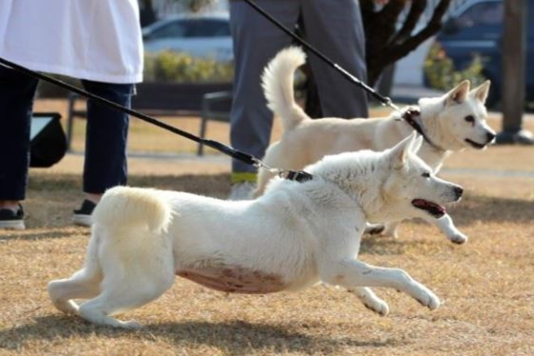 สุนัข NK ที่ได้รับของขวัญจาก Moon ได้พบกับบ้านใหม่ในสวนสัตว์ Gwangju